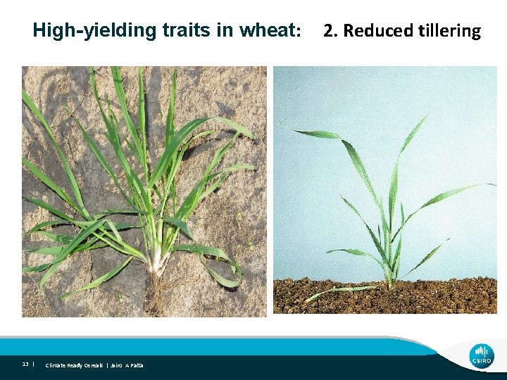 RHigh-yielding traits in wheat: 2. Reduced tillering vigour 13 | Climate Ready Cereals |