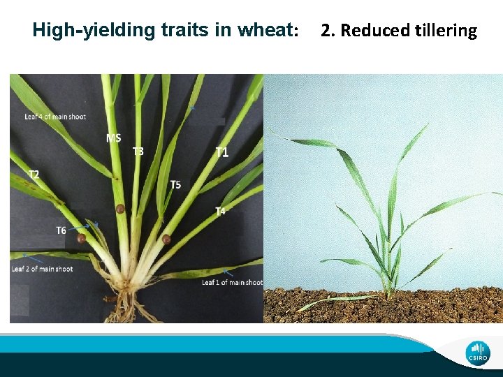 RHigh-yielding traits in wheat: 2. Reduced tillering vigour 