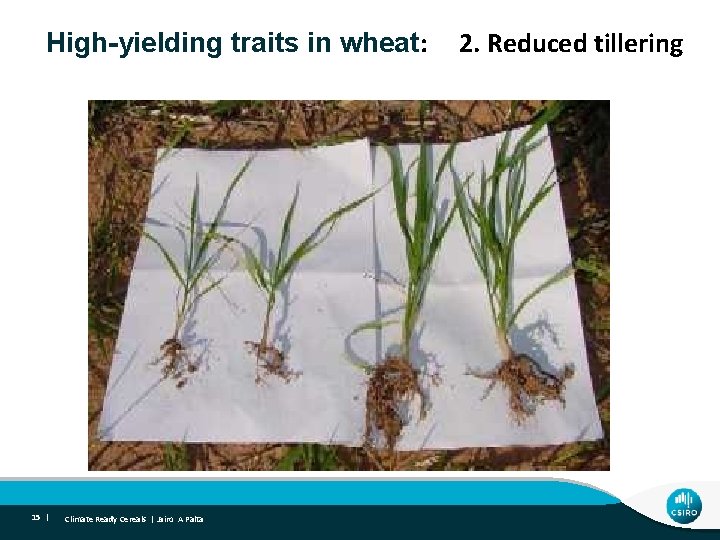 RHigh-yielding traits in wheat: 2. Reduced tillering vigour 15 | Climate Ready Cereals |