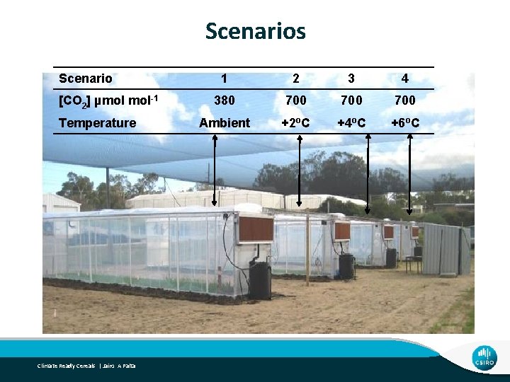 Scenarios Scenario [CO 2] µmol mol-1 Temperature Climate Ready Cereals | Jairo A Palta