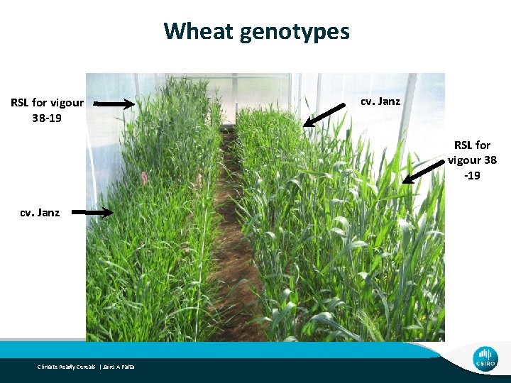 Wheat genotypes RSL for vigour 38 -19 cv. Janz RSL for vigour 38 -19