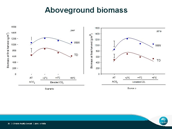 Aboveground biomass WW WW TD TD 20 | Climate Ready Cereals | Jairo A