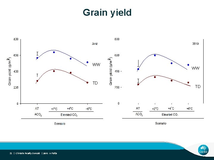 Grain yield WW TD 21 | Climate Ready Cereals | Jairo A Palta WW