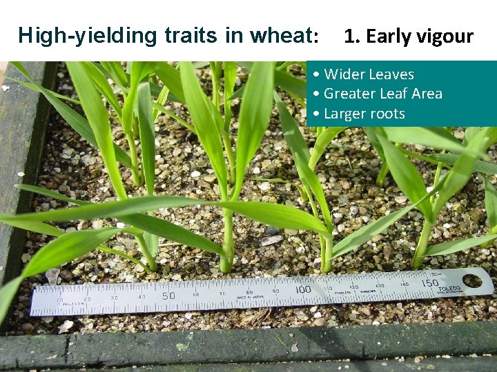 RHigh-yielding traits in wheat: 1. Early vigour • Wider Leaves • Greater Leaf Area