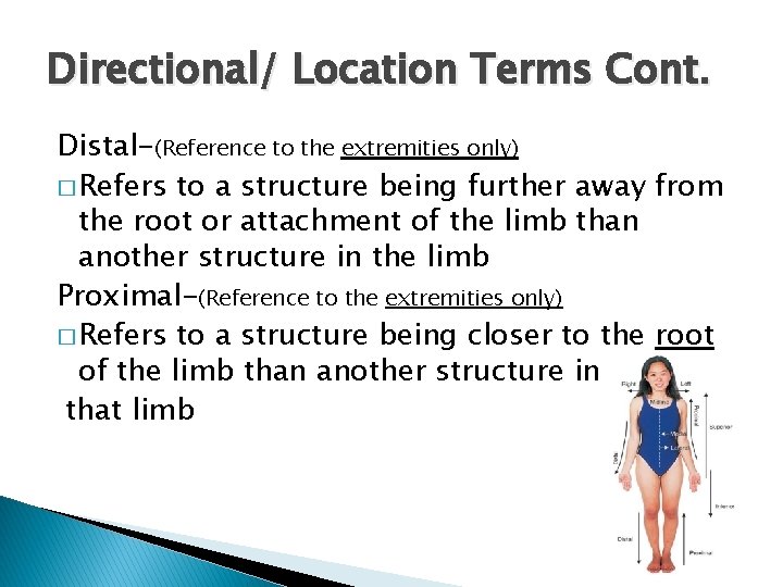 Directional/ Location Terms Cont. Distal-(Reference to the extremities only) � Refers to a structure