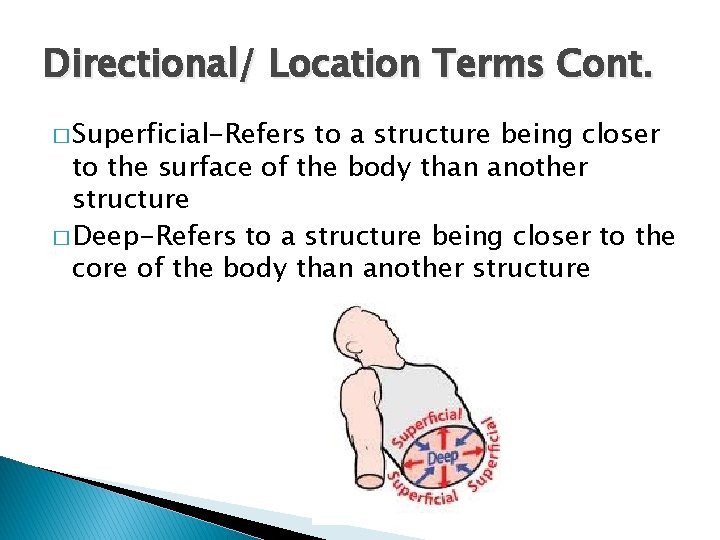 Directional/ Location Terms Cont. � Superficial-Refers to a structure being closer to the surface
