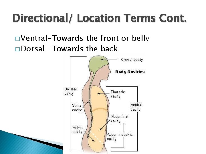 Directional/ Location Terms Cont. � Ventral-Towards the front or belly � Dorsal- Towards the