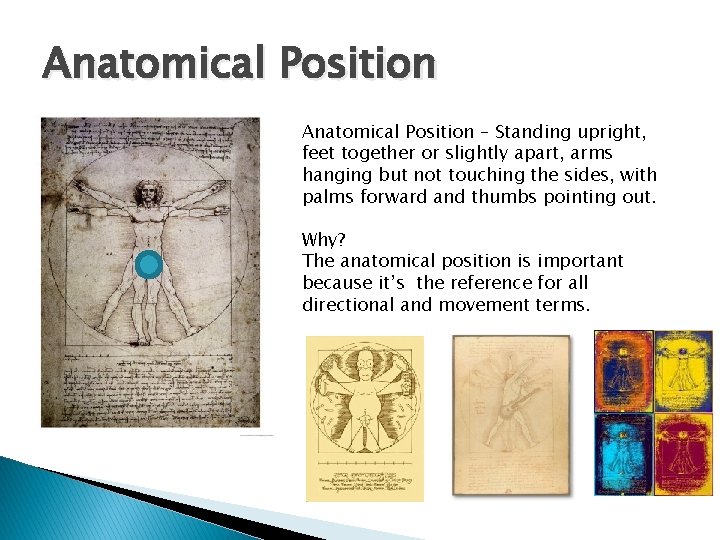 Anatomical Position � Anatomical Position – Standing upright, feet together or slightly apart, arms