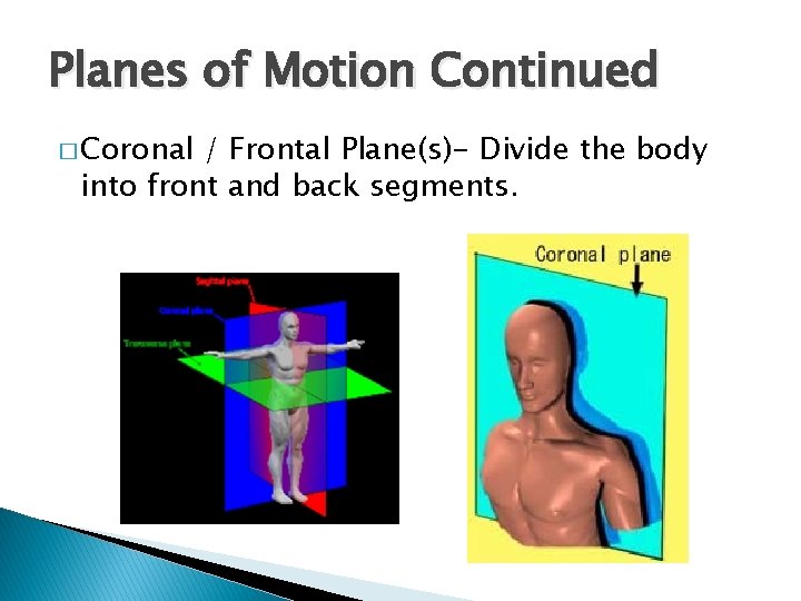 Planes of Motion Continued � Coronal / Frontal Plane(s)- Divide the body into front