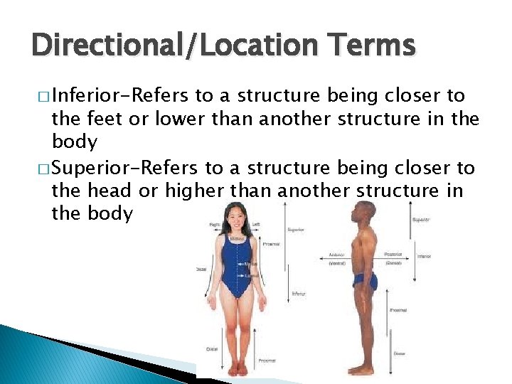 Directional/Location Terms � Inferior-Refers to a structure being closer to the feet or lower