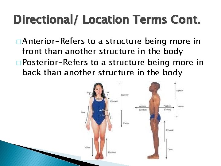 Directional/ Location Terms Cont. � Anterior-Refers to a structure being more in front than