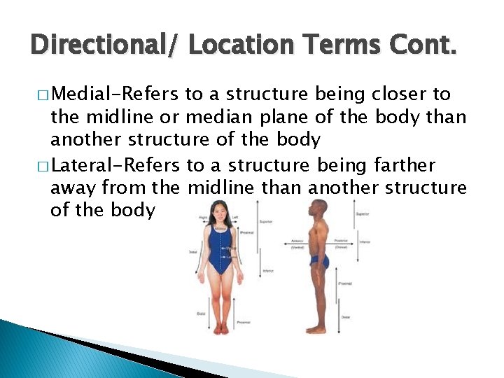 Directional/ Location Terms Cont. � Medial-Refers to a structure being closer to the midline