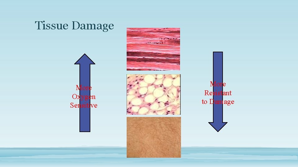 Tissue Damage More Oxygen Sensitive More Resistant to Damage 