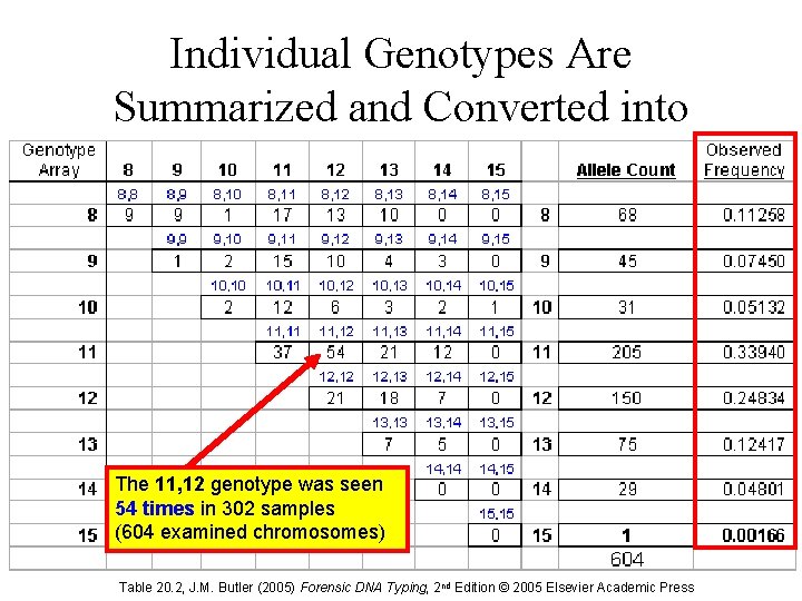 Individual Genotypes Are Summarized and Converted into Allele Frequencies The 11, 12 genotype was