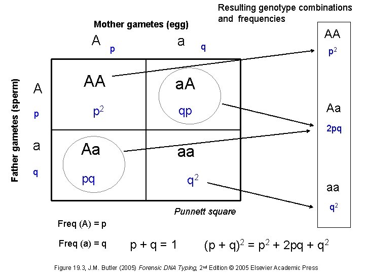 Resulting genotype combinations and frequencies Mother gametes (egg) Father gametes (sperm) A A p