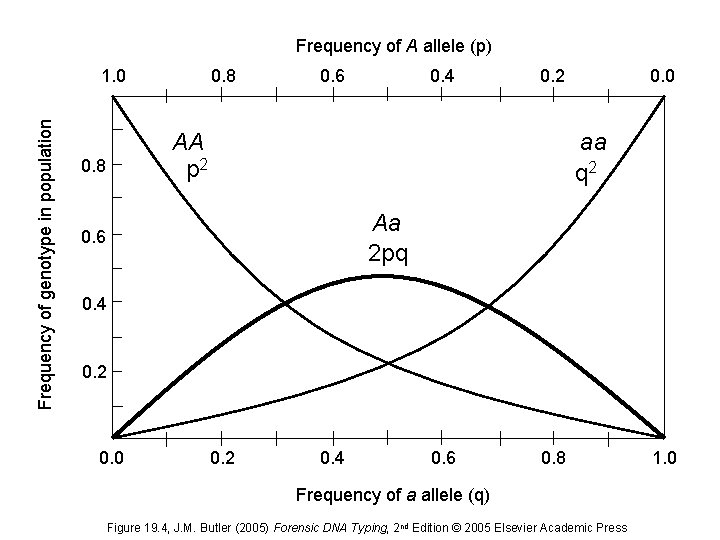 Frequency of A allele (p) Frequency of genotype in population 1. 0 0. 8