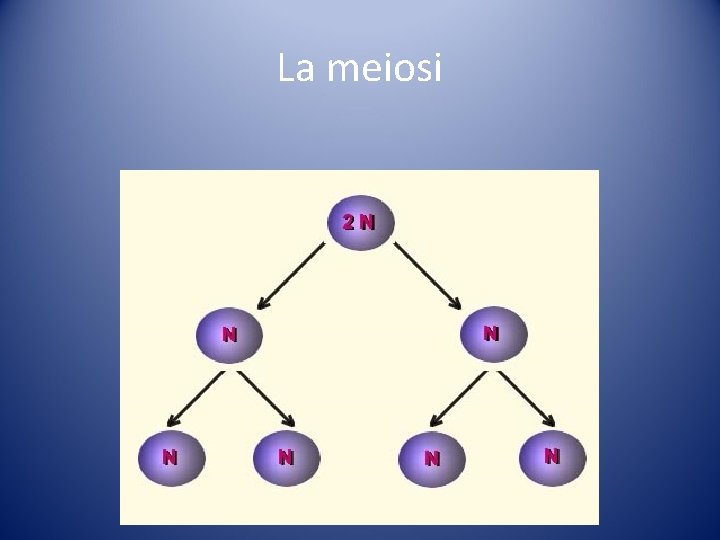 La meiosi La meiosi