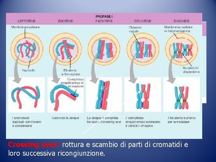 Crossing over: rottura e scambio di parti di cromatidi e loro successiva ricongiunzione. Crossing over: rottura e scambio di parti di cromatidi e loro successiva ricongiunzione.