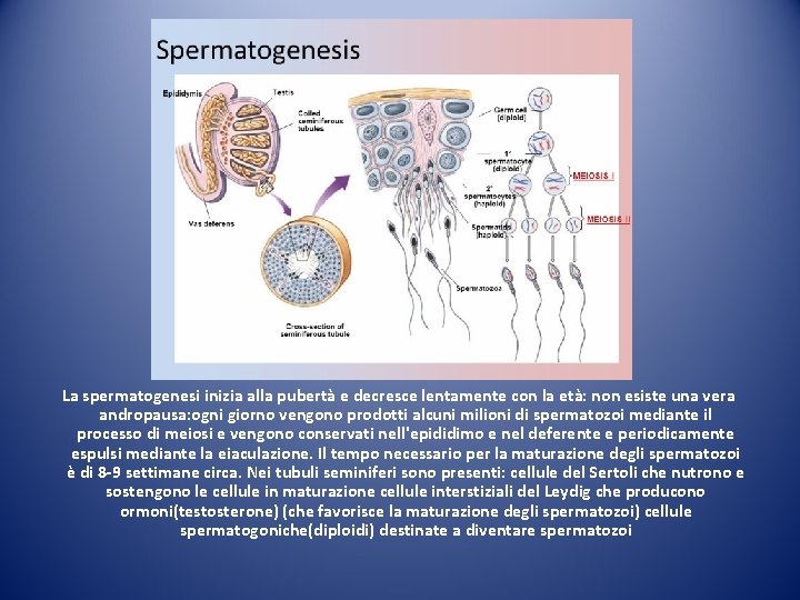 La spermatogenesi inizia alla pubertà e decresce lentamente con la età: non esiste una La spermatogenesi inizia alla pubertà e decresce lentamente con la età: non esiste una