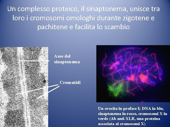 Un complesso proteico, il sinaptonema, unisce tra loro i cromosomi omologhi durante zigotene e Un complesso proteico, il sinaptonema, unisce tra loro i cromosomi omologhi durante zigotene e