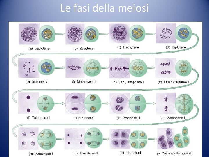 Le fasi della meiosi Le fasi della meiosi