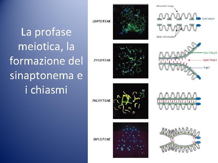 La profase meiotica, la formazione del sinaptonema e i chiasmi La profase meiotica, la formazione del sinaptonema e i chiasmi