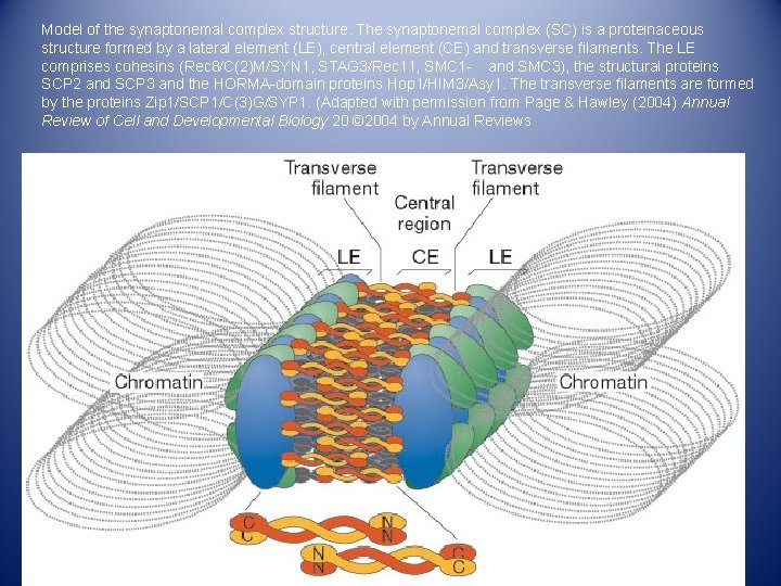 Model of the synaptonemal complex structure. The synaptonemal complex (SC) is a proteinaceous structure Model of the synaptonemal complex structure. The synaptonemal complex (SC) is a proteinaceous structure