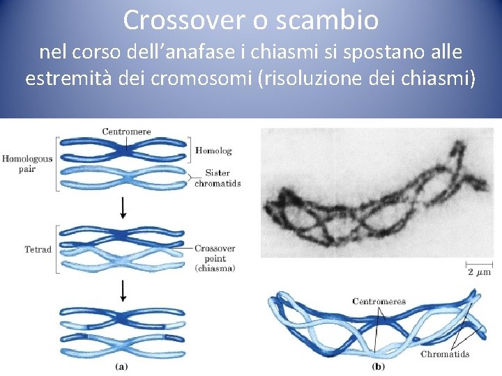 Crossover o scambio nel corso dell’anafase i chiasmi si spostano alle estremità dei cromosomi Crossover o scambio nel corso dell’anafase i chiasmi si spostano alle estremità dei cromosomi