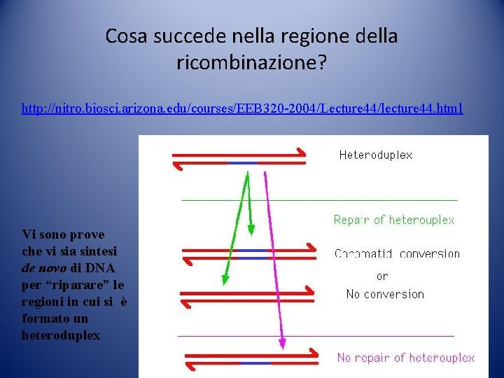 Cosa succede nella regione della ricombinazione? http: //nitro. biosci. arizona. edu/courses/EEB 320 -2004/Lecture 44/lecture Cosa succede nella regione della ricombinazione? http: //nitro. biosci. arizona. edu/courses/EEB 320 -2004/Lecture 44/lecture