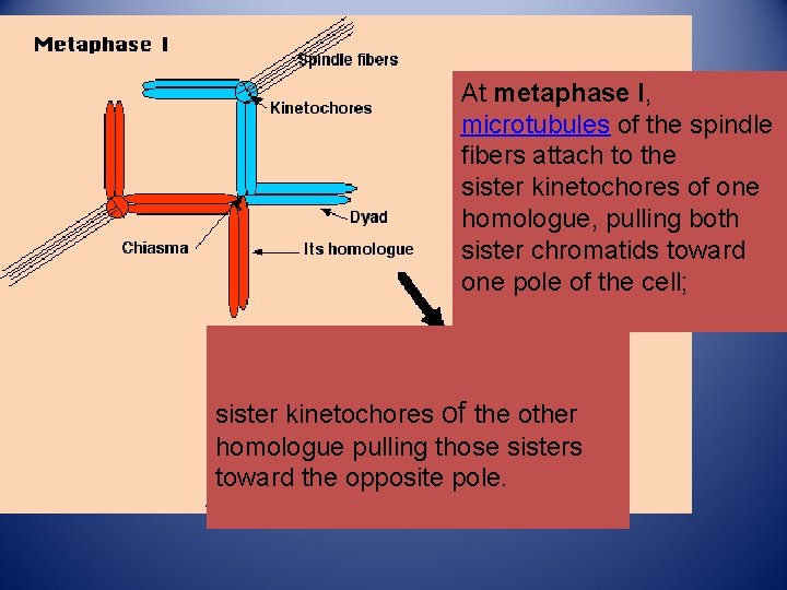 At metaphase I, microtubules of the spindle fibers attach to the sister kinetochores of At metaphase I, microtubules of the spindle fibers attach to the sister kinetochores of
