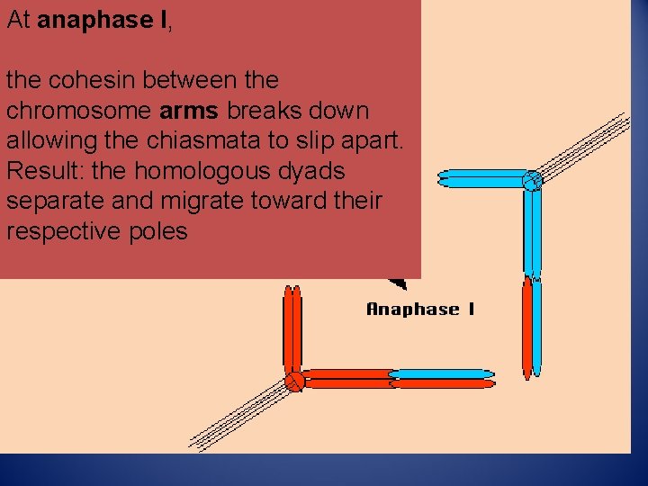 At anaphase I, the cohesin between the chromosome arms breaks down allowing the chiasmata At anaphase I, the cohesin between the chromosome arms breaks down allowing the chiasmata