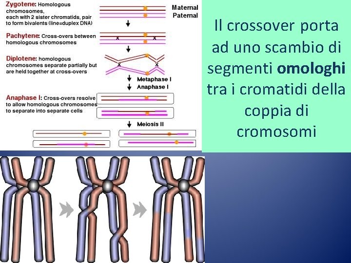 Il crossover porta ad uno scambio di segmenti omologhi tra i cromatidi della coppia Il crossover porta ad uno scambio di segmenti omologhi tra i cromatidi della coppia
