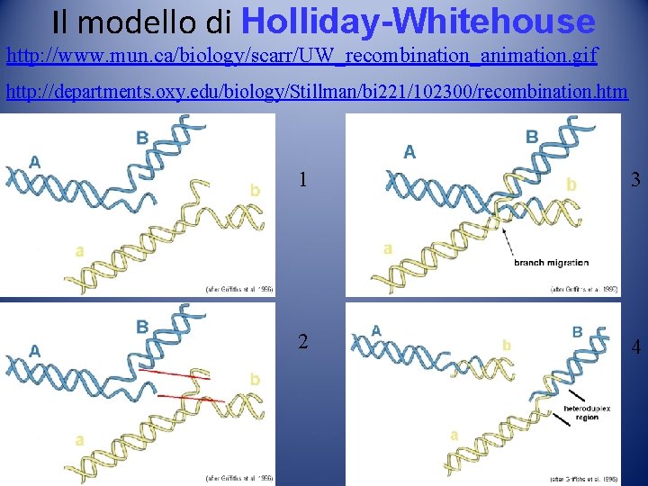 Il modello di Holliday-Whitehouse http: //www. mun. ca/biology/scarr/UW_recombination_animation. gif http: //departments. oxy. edu/biology/Stillman/bi 221/102300/recombination. Il modello di Holliday-Whitehouse http: //www. mun. ca/biology/scarr/UW_recombination_animation. gif http: //departments. oxy. edu/biology/Stillman/bi 221/102300/recombination.