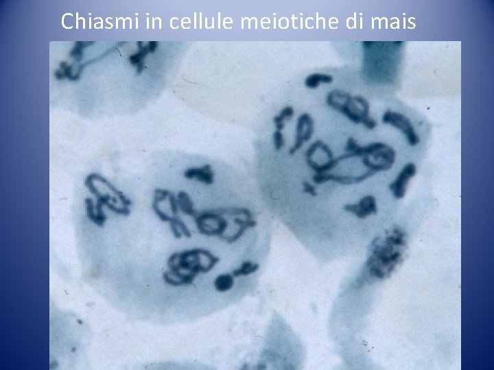 Chiasmi in cellule meiotiche di mais Chiasmi in cellule meiotiche di mais