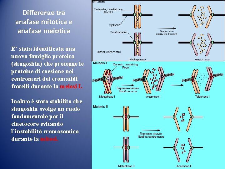 Differenze tra anafase mitotica e anafase meiotica E’ stata identificata una nuova famiglia proteica Differenze tra anafase mitotica e anafase meiotica E’ stata identificata una nuova famiglia proteica
