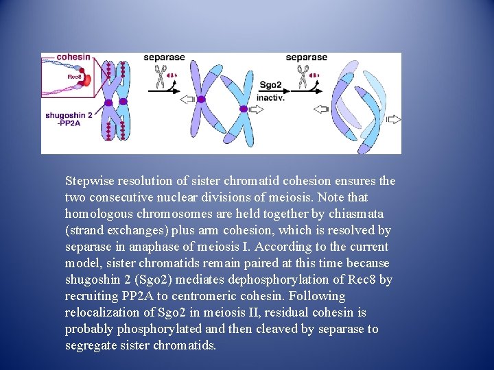 Stepwise resolution of sister chromatid cohesion ensures the two consecutive nuclear divisions of meiosis. Stepwise resolution of sister chromatid cohesion ensures the two consecutive nuclear divisions of meiosis.