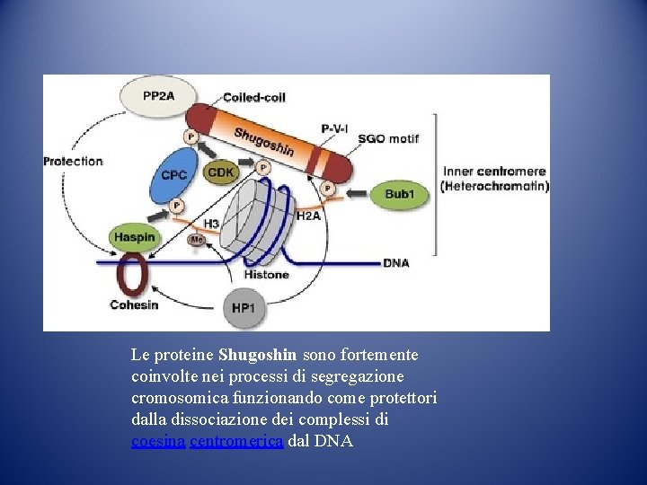 Le proteine Shugoshin sono fortemente coinvolte nei processi di segregazione cromosomica funzionando come protettori Le proteine Shugoshin sono fortemente coinvolte nei processi di segregazione cromosomica funzionando come protettori