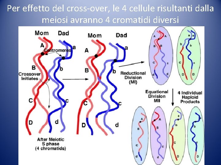 Per effetto del cross-over, le 4 cellule risultanti dalla meiosi avranno 4 cromatidi diversi Per effetto del cross-over, le 4 cellule risultanti dalla meiosi avranno 4 cromatidi diversi