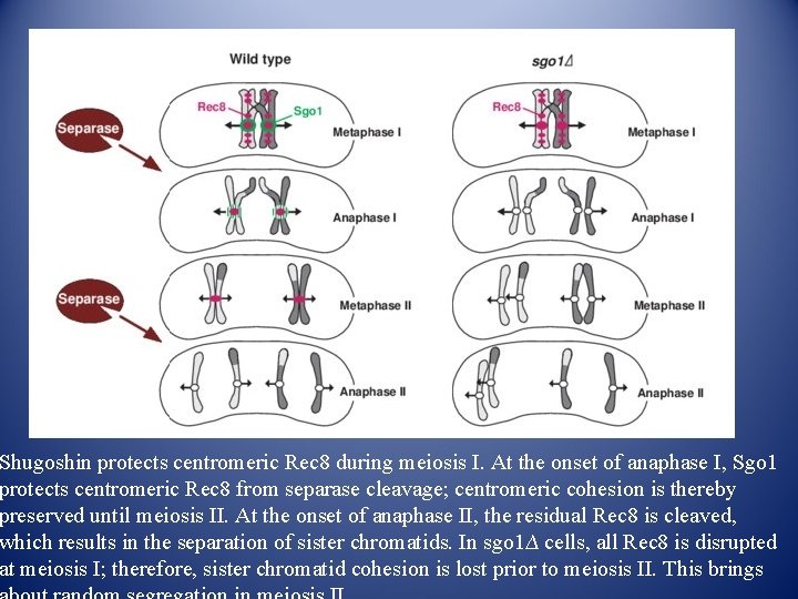 Shugoshin protects centromeric Rec 8 during meiosis I. At the onset of anaphase I, Shugoshin protects centromeric Rec 8 during meiosis I. At the onset of anaphase I,