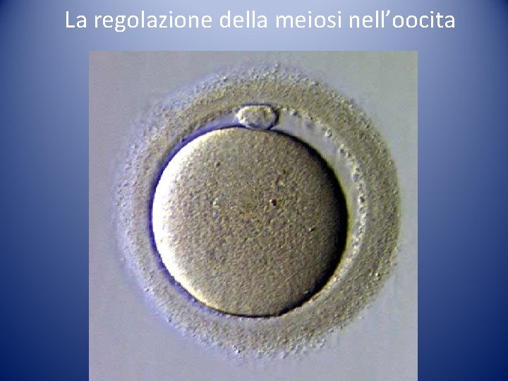 La regolazione della meiosi nell’oocita La regolazione della meiosi nell’oocita