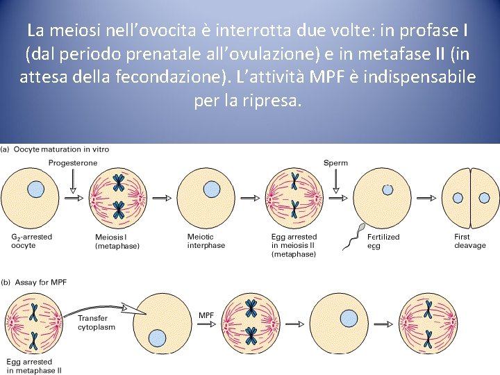 La meiosi nell’ovocita è interrotta due volte: in profase I (dal periodo prenatale all’ovulazione) La meiosi nell’ovocita è interrotta due volte: in profase I (dal periodo prenatale all’ovulazione)
