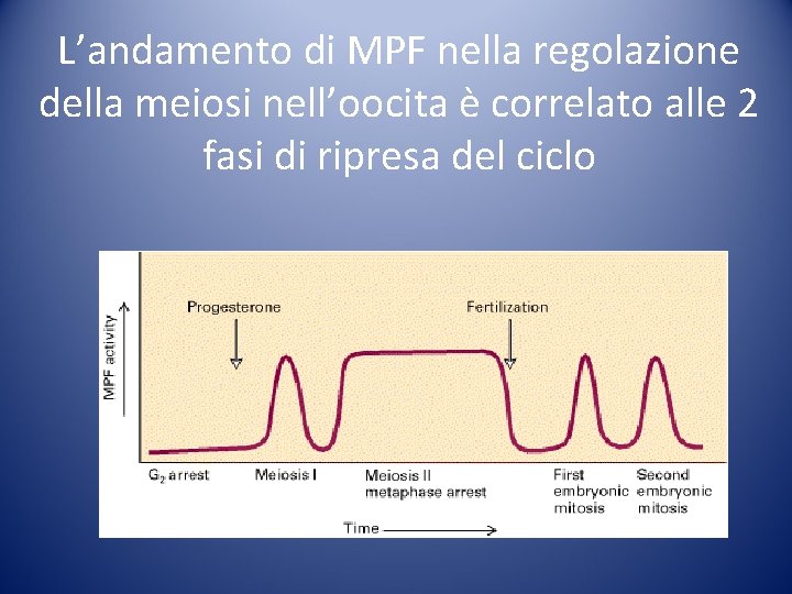 L’andamento di MPF nella regolazione della meiosi nell’oocita è correlato alle 2 fasi di L’andamento di MPF nella regolazione della meiosi nell’oocita è correlato alle 2 fasi di