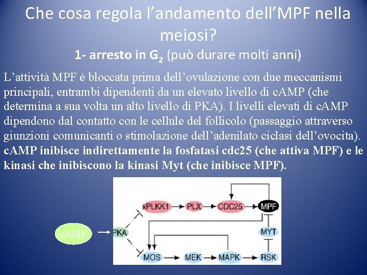 Che cosa regola l’andamento dell’MPF nella meiosi? 1 - arresto in G 2 (può Che cosa regola l’andamento dell’MPF nella meiosi? 1 - arresto in G 2 (può