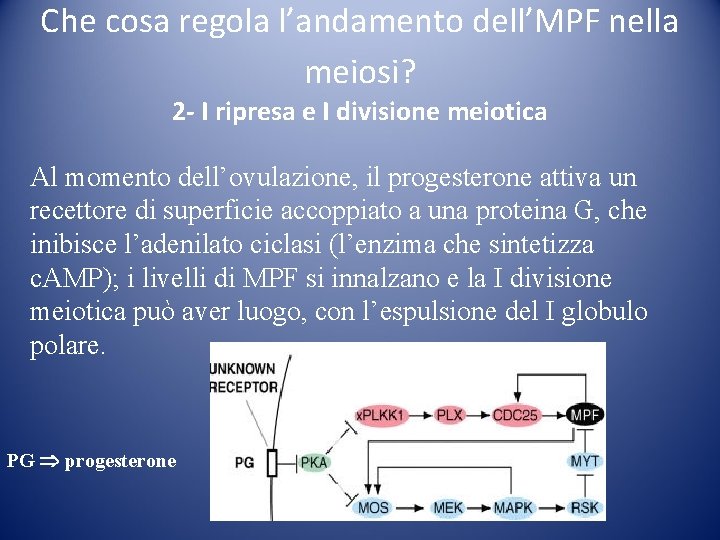 Che cosa regola l’andamento dell’MPF nella meiosi? 2 - I ripresa e I divisione Che cosa regola l’andamento dell’MPF nella meiosi? 2 - I ripresa e I divisione