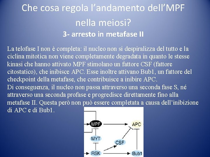 Che cosa regola l’andamento dell’MPF nella meiosi? 3 - arresto in metafase II La Che cosa regola l’andamento dell’MPF nella meiosi? 3 - arresto in metafase II La