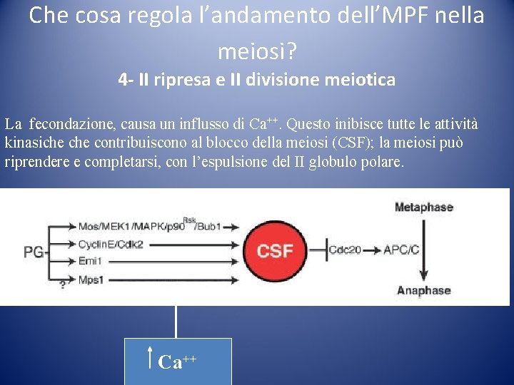 Che cosa regola l’andamento dell’MPF nella meiosi? 4 - II ripresa e II divisione Che cosa regola l’andamento dell’MPF nella meiosi? 4 - II ripresa e II divisione