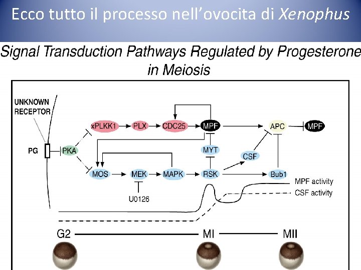 Ecco tutto il processo nell’ovocita di Xenophus Ecco tutto il processo nell’ovocita di Xenophus