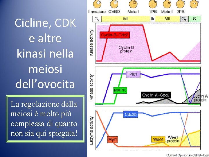 Cicline, CDK e altre kinasi nella meiosi dell’ovocita La regolazione della meiosi è molto Cicline, CDK e altre kinasi nella meiosi dell’ovocita La regolazione della meiosi è molto