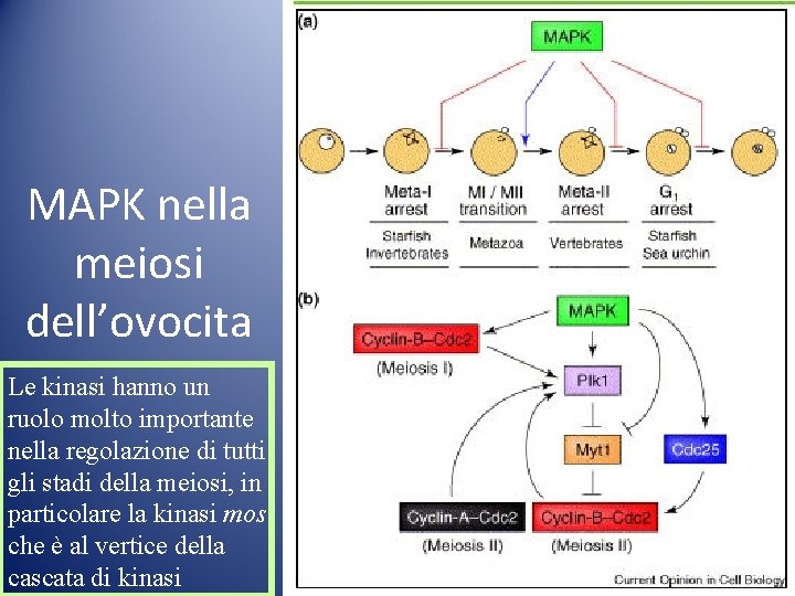 MAPK nella meiosi dell’ovocita Le kinasi hanno un ruolo molto importante nella regolazione di MAPK nella meiosi dell’ovocita Le kinasi hanno un ruolo molto importante nella regolazione di
