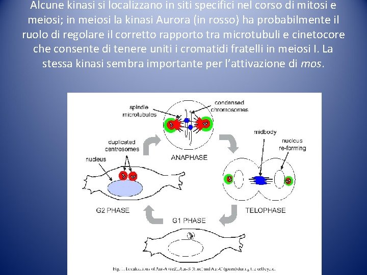 Alcune kinasi si localizzano in siti specifici nel corso di mitosi e meiosi; in Alcune kinasi si localizzano in siti specifici nel corso di mitosi e meiosi; in